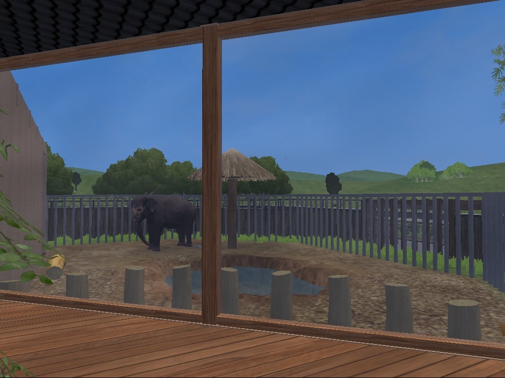 Sri Lankan Elephant Bull Indoor Viewing