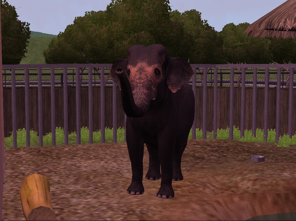 Sri Lankan Elephant Bull