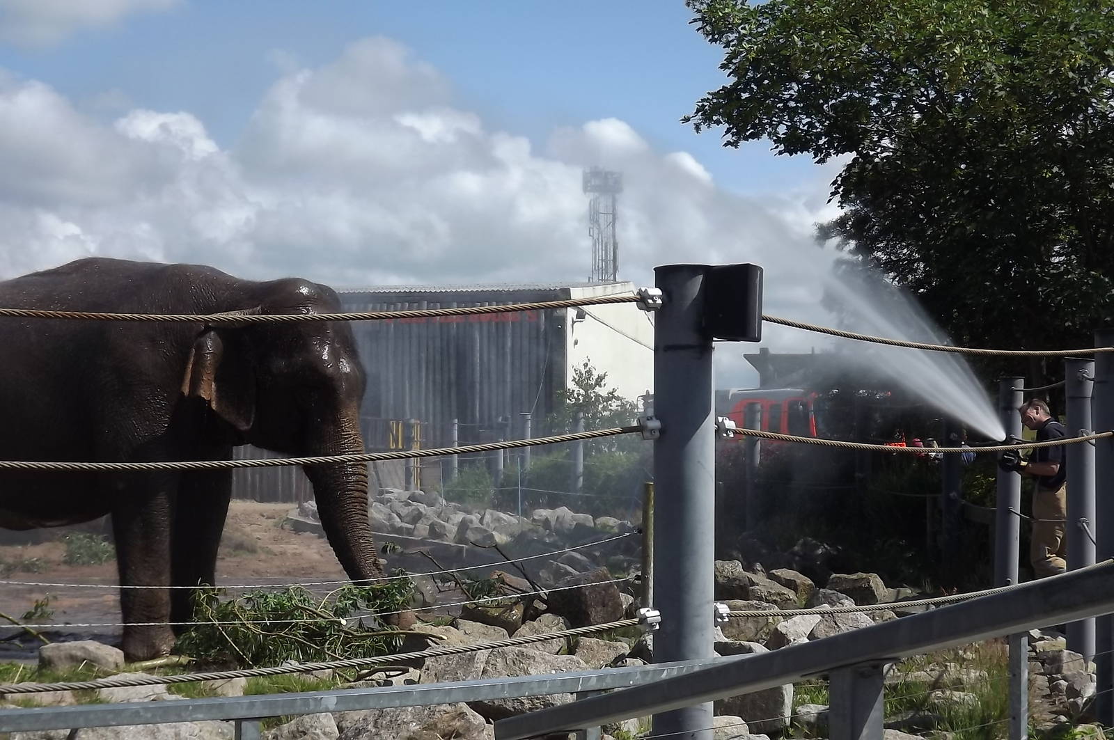 Sri Lankan Elephant 'cools down' at Blackpool Zoo 14/07/12