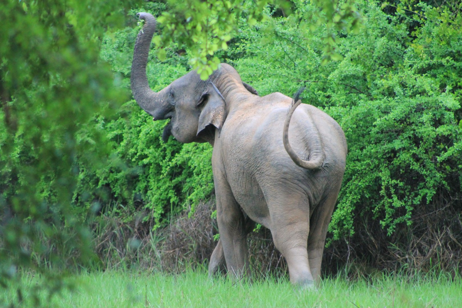Sri Lankan Elephant (Elephas maximus maximus), departing