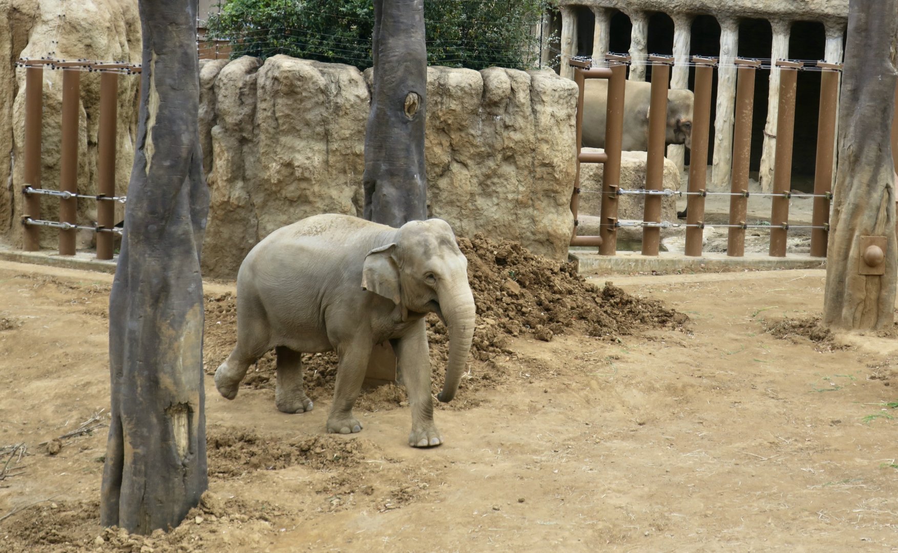 Sri Lankan Elephant (Elephas maximus maximus) female