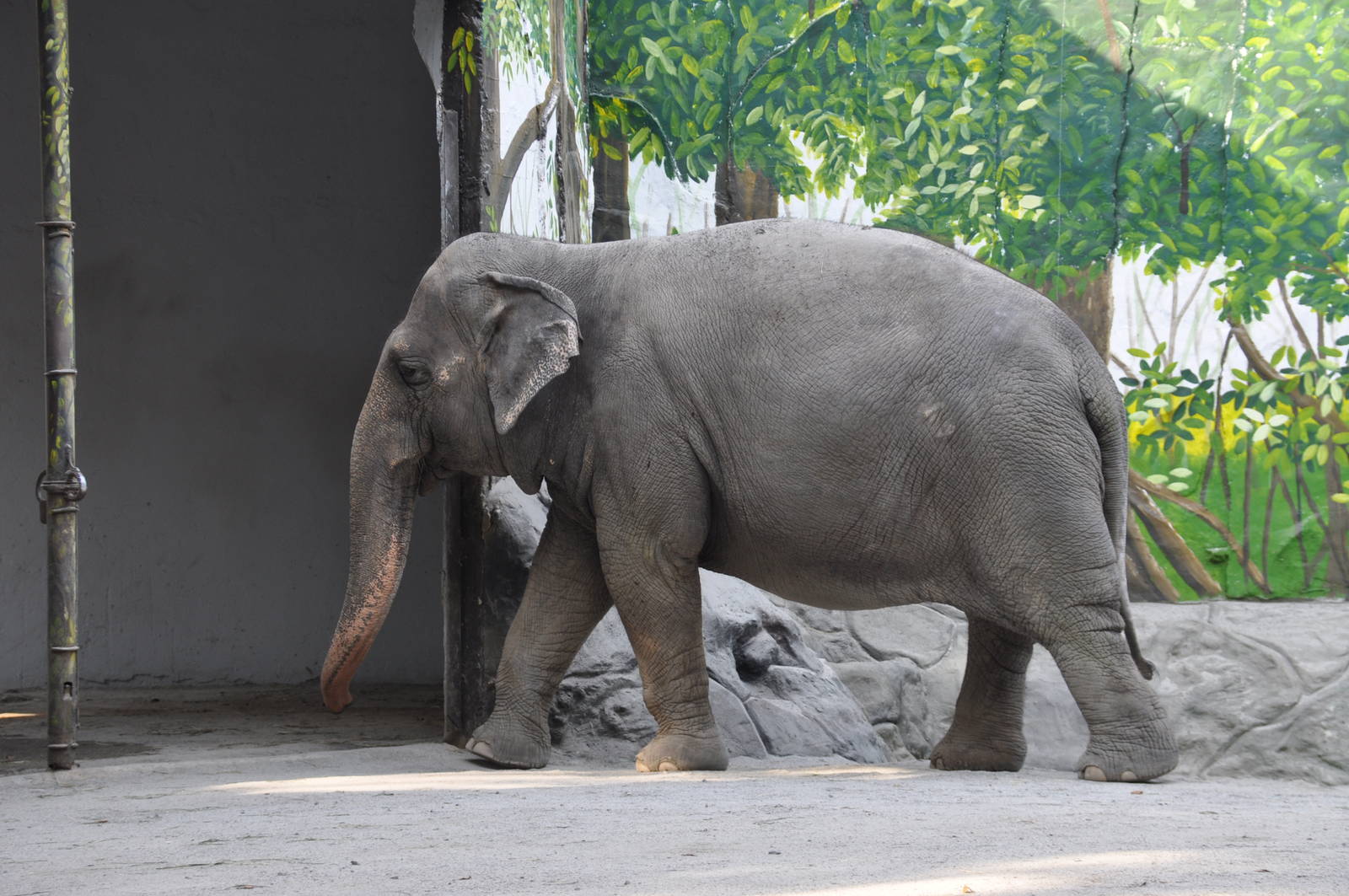Sri Lankan elephant/ Elephas maximus maximus