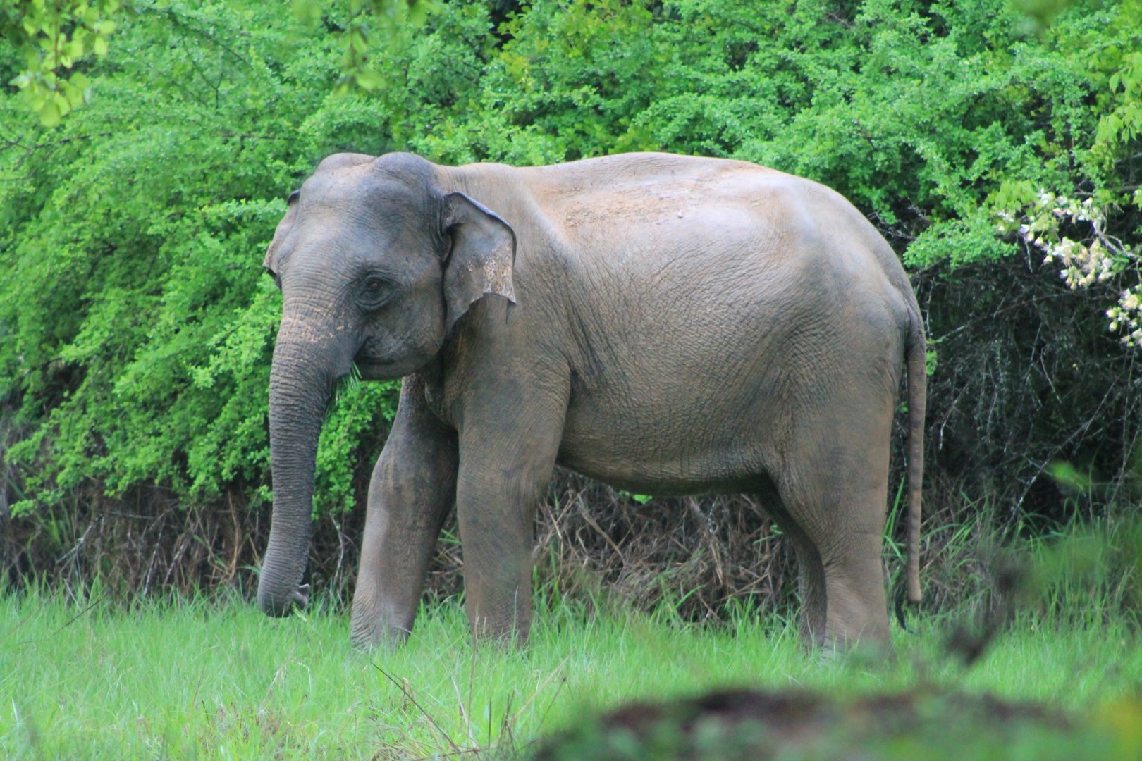 Sri Lankan Elephant (Elephas maximus maximus)