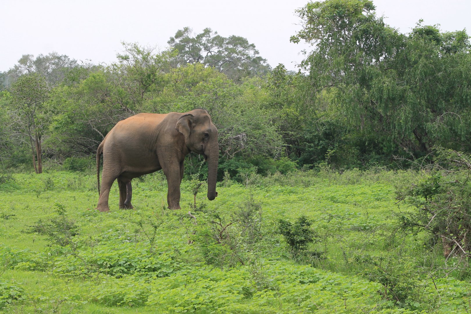 Sri Lankan Elephant (Elephas maximus maximus)