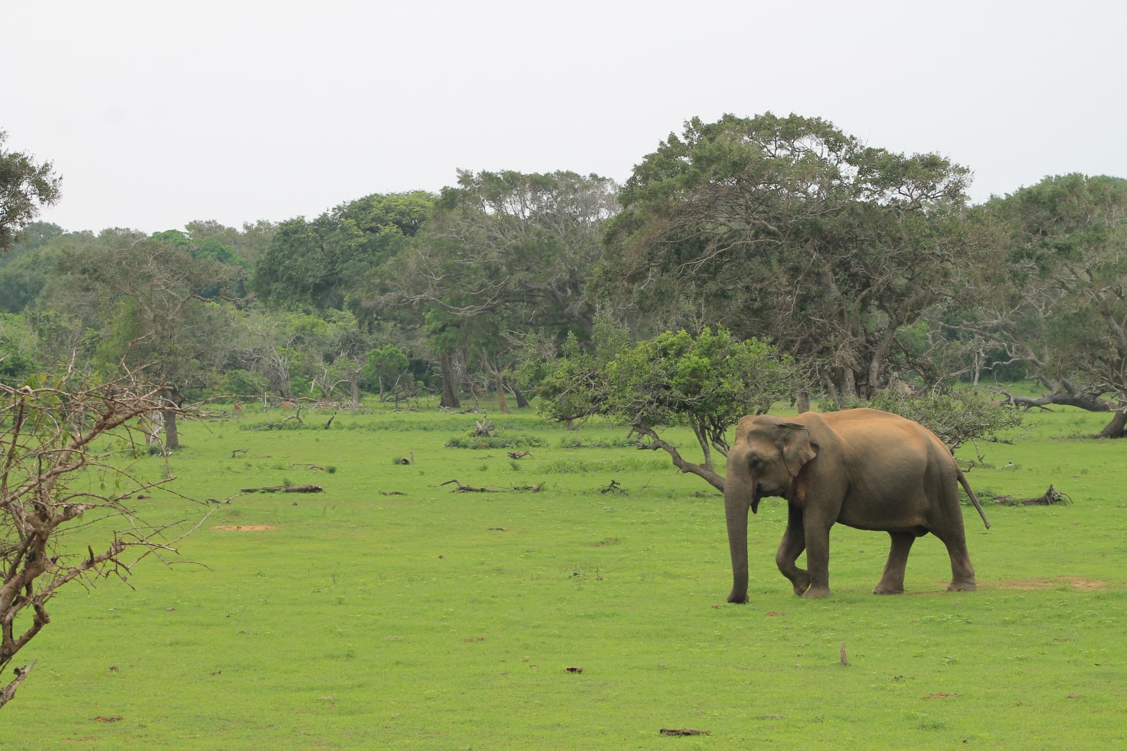 Sri Lankan Elephant (Elephas maximus maximus)