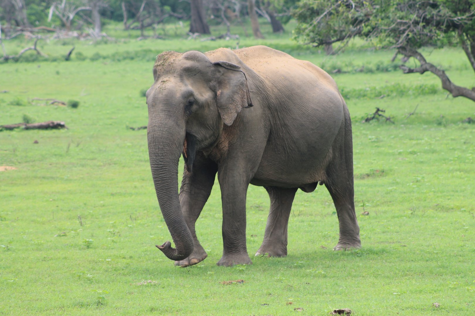 Sri Lankan Elephant (Elephas maximus maximus)