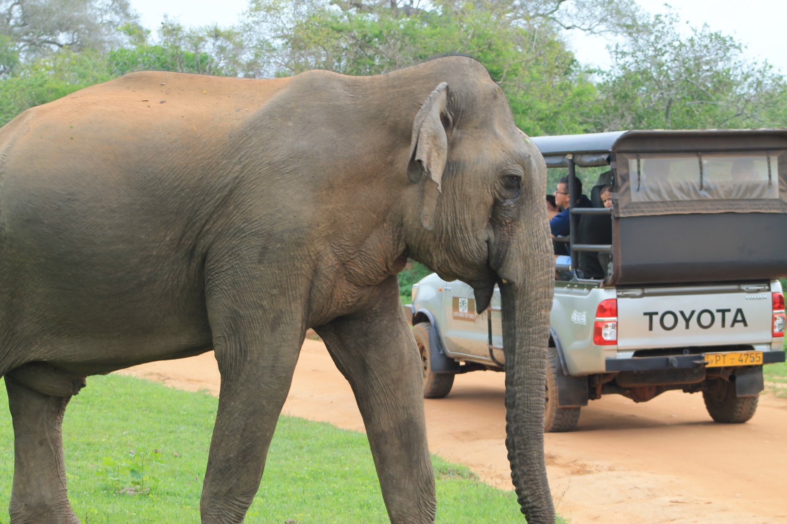 Sri Lankan Elephant (Elephas maximus maximus)