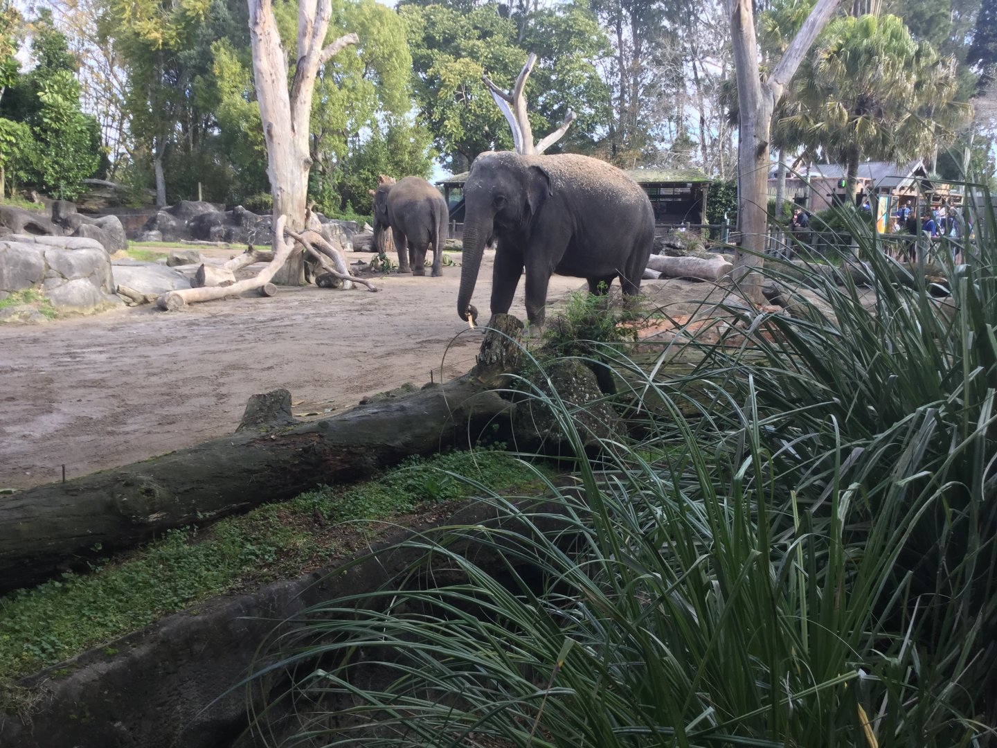 Sri Lankan elephant (Elephas maximus maximus)