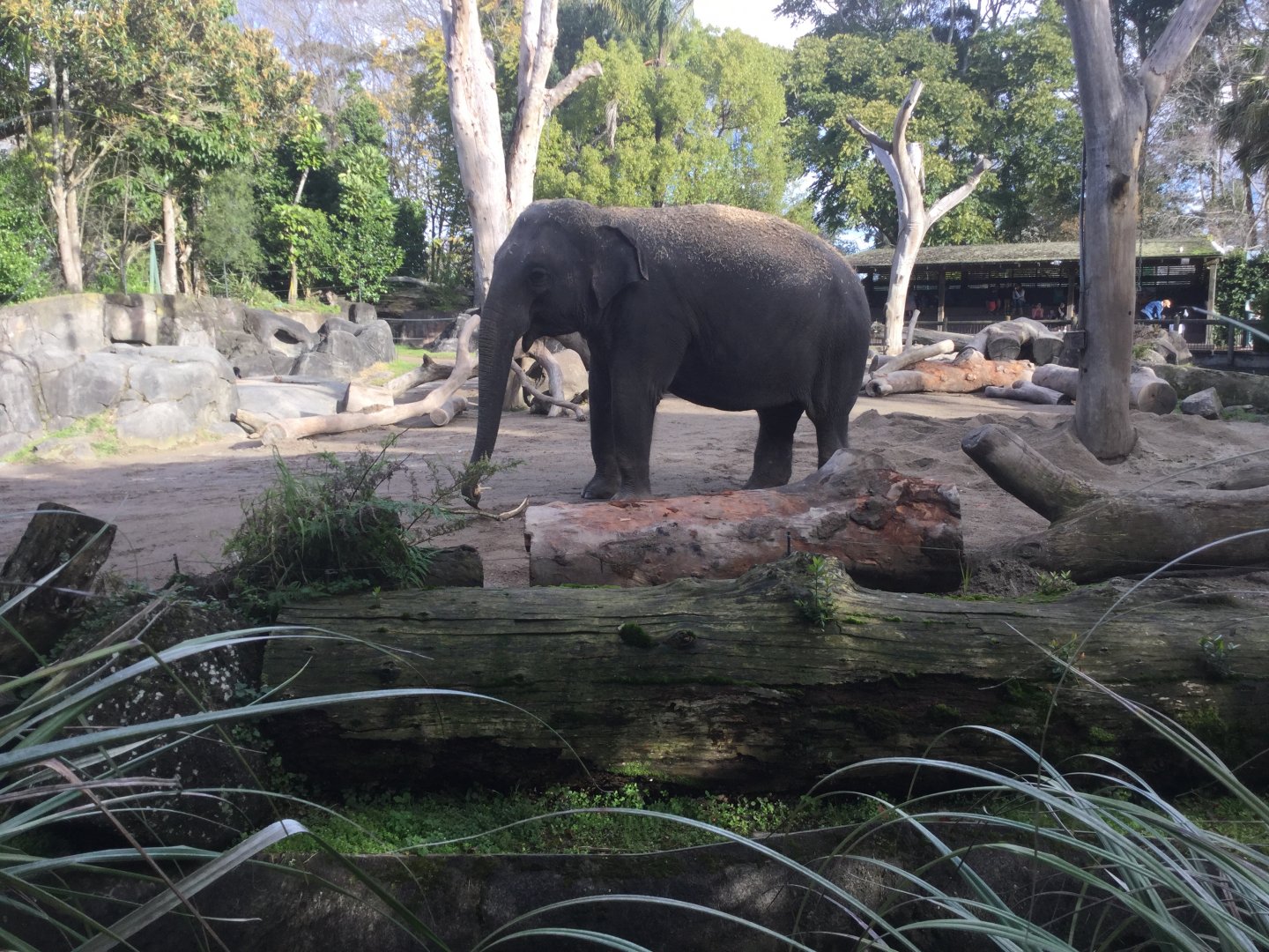 Sri Lankan elephant (Elephas maximus maximus)