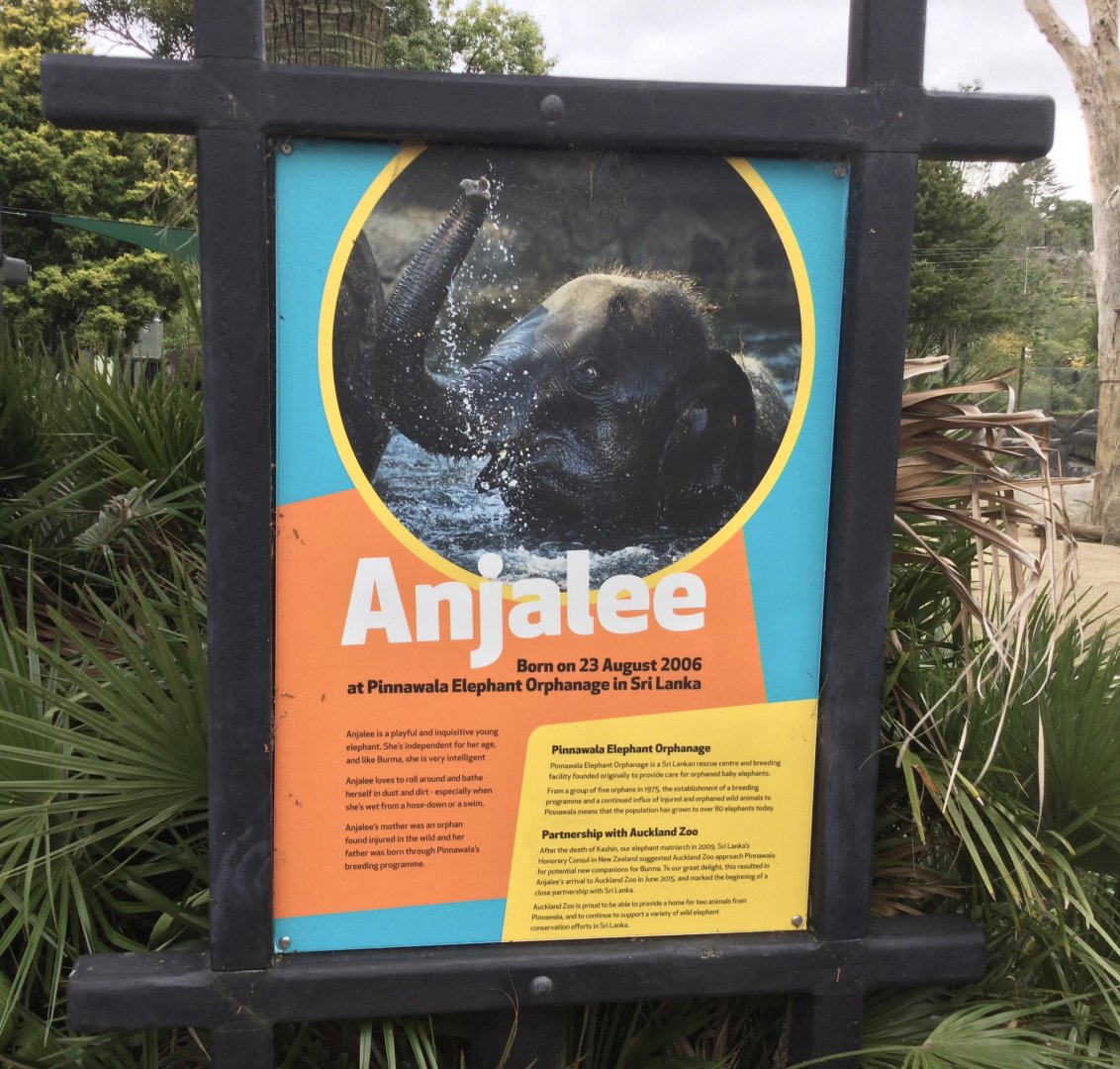 Sri Lankan Elephant Profile - Anjalee