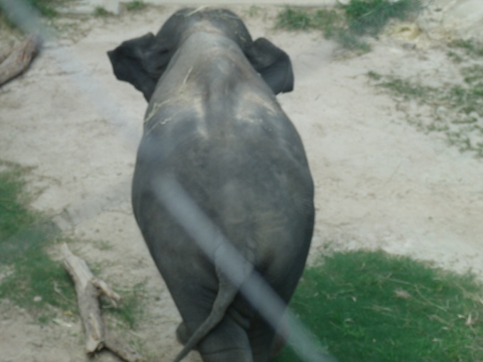 Sri Lankan Elephant