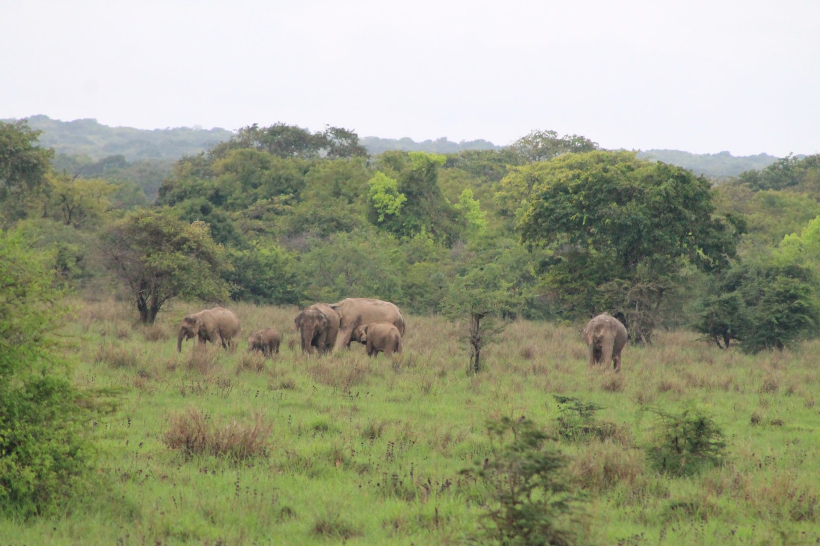 Sri Lankan Elephants (Elephas maximus maximus)