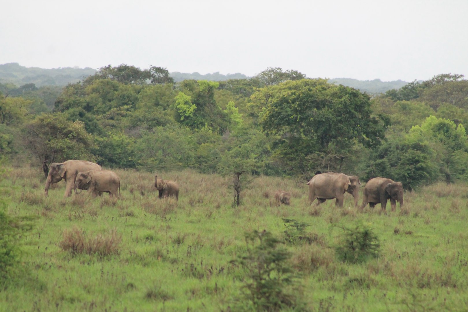 Sri Lankan Elephants (Elephas maximus maximus)