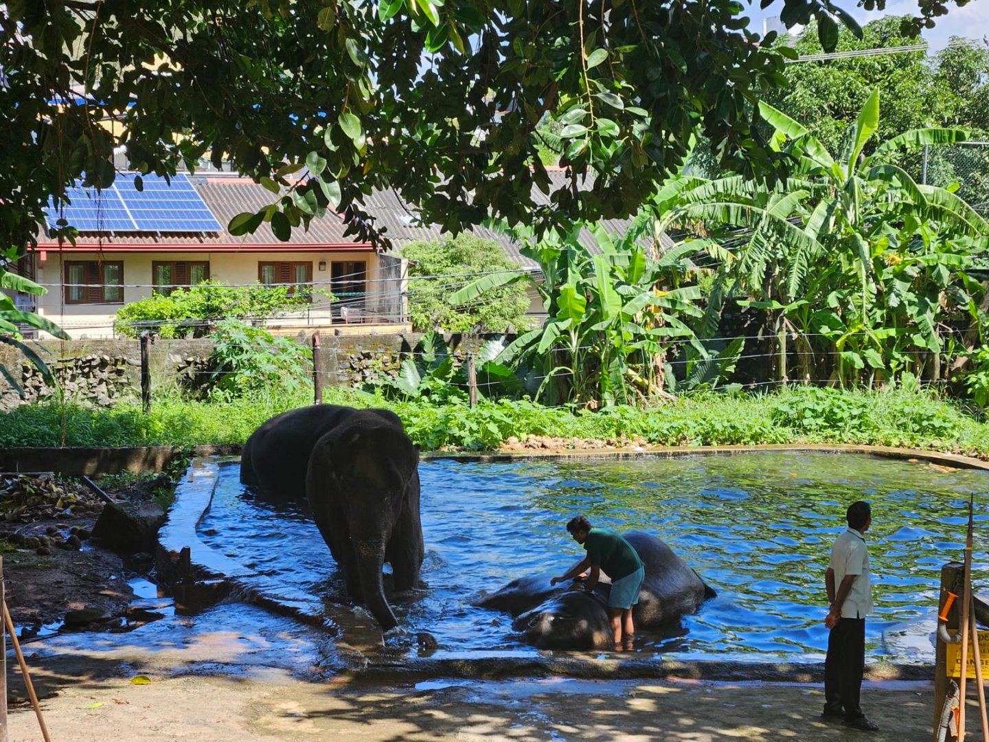 Sri Lankan Elephants getting bathed