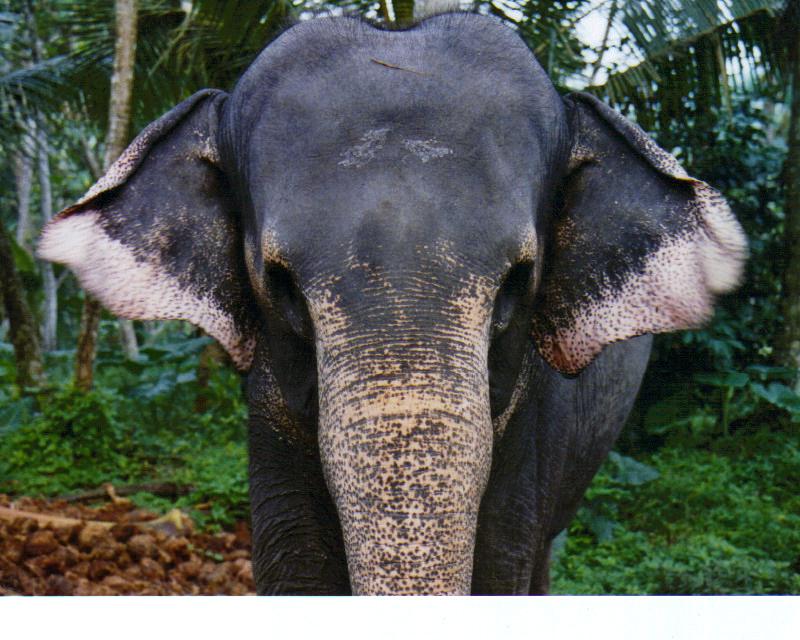 Sri Lankan Elephants