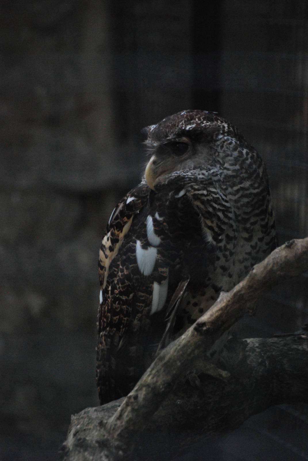 Sri Lankan Forest Eagle Owl at Berlin Zoo, 31/08/11