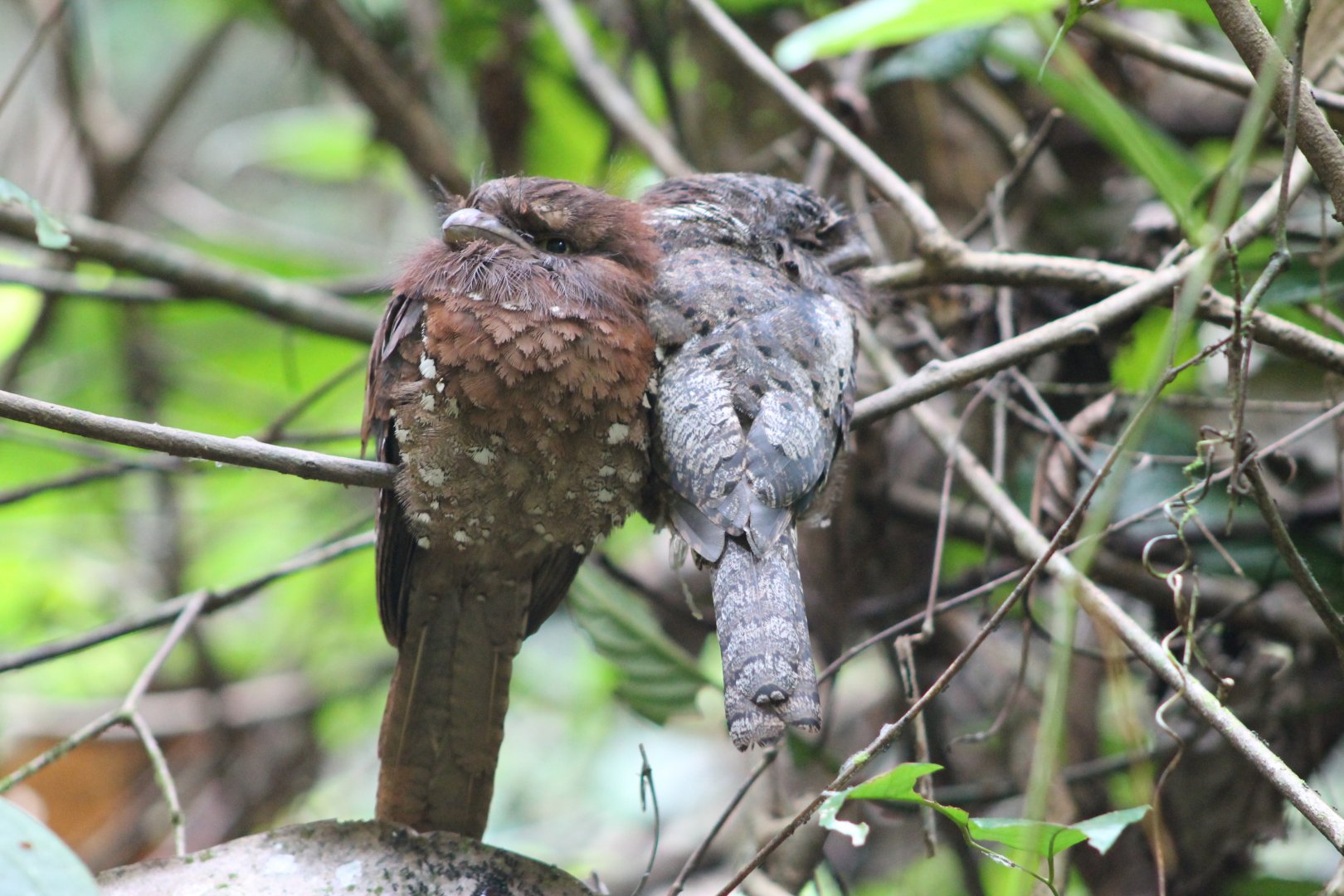 Sri Lankan Frogmouths (Batrachostomus moniliger)