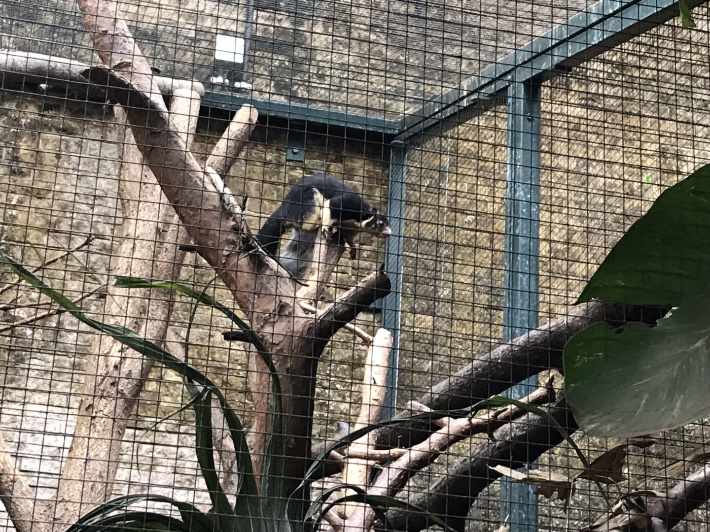 Sri Lankan giant squirrel 280118
