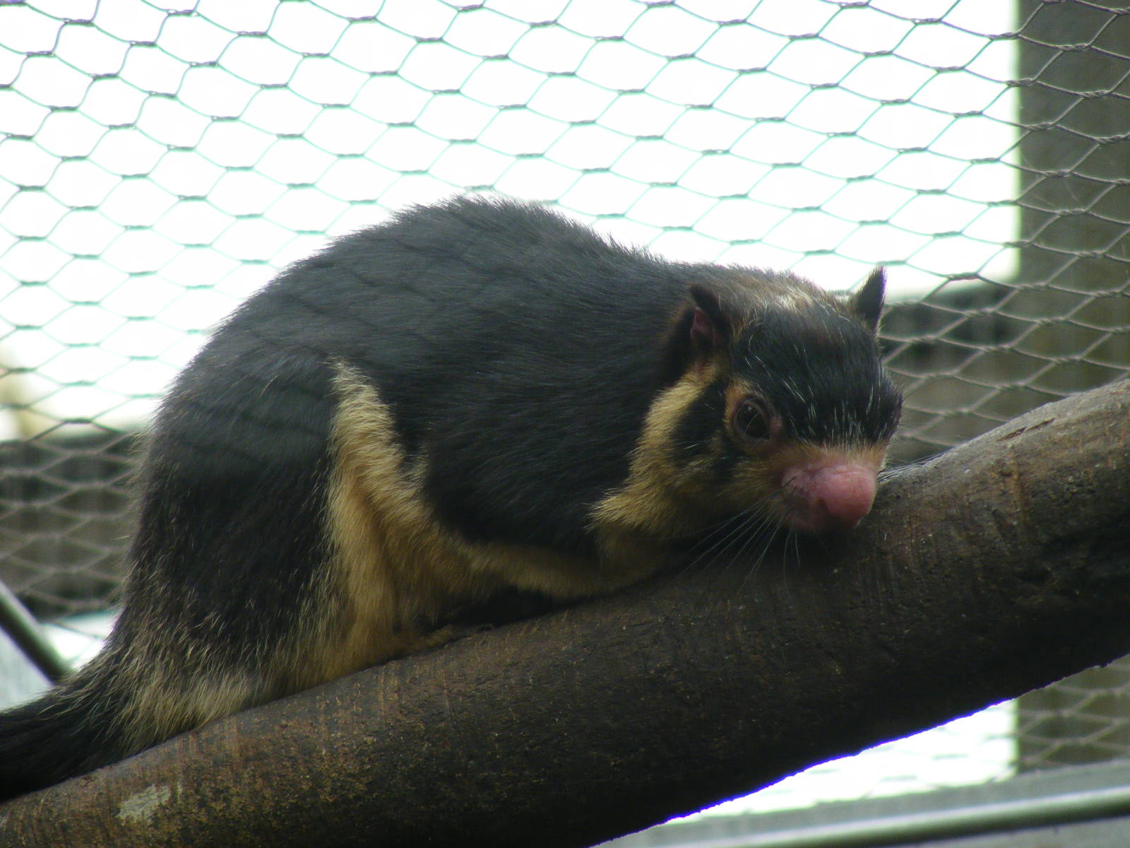 Sri Lankan giant squirrel at RSCC, 15 August 2010