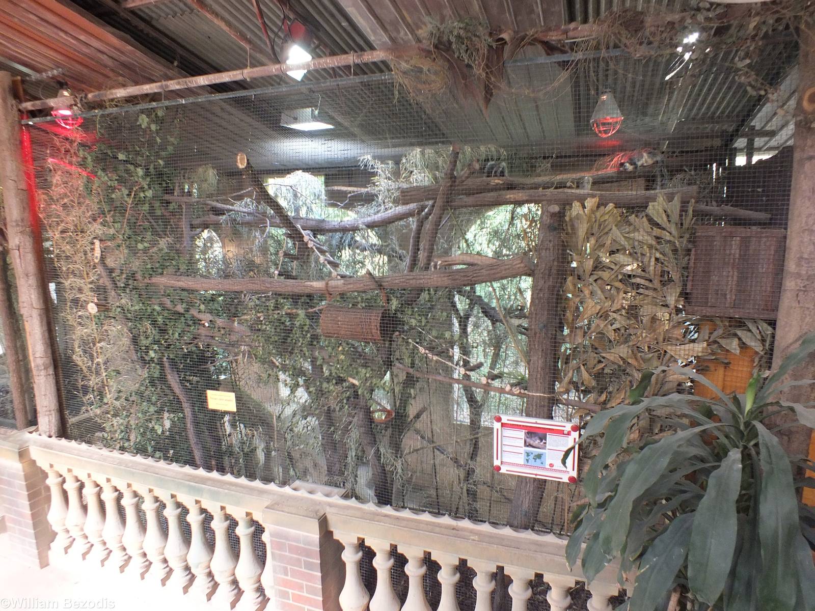 Sri-lankan Giant Squirrel Enclosure