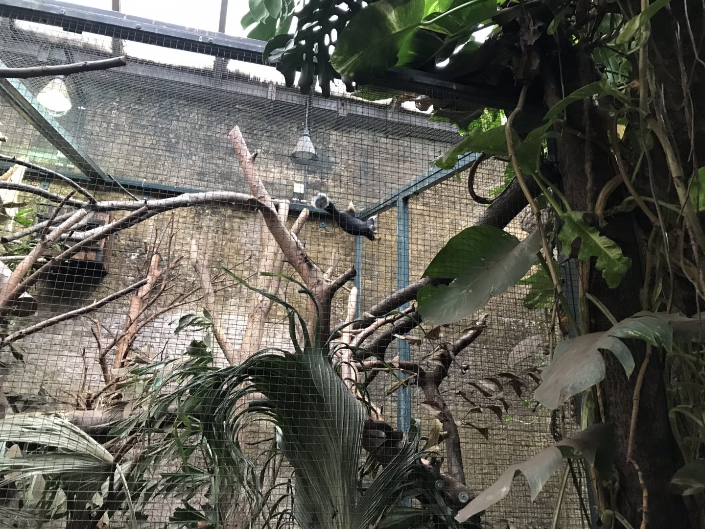 Sri Lankan giant squirrel exhibit 280118