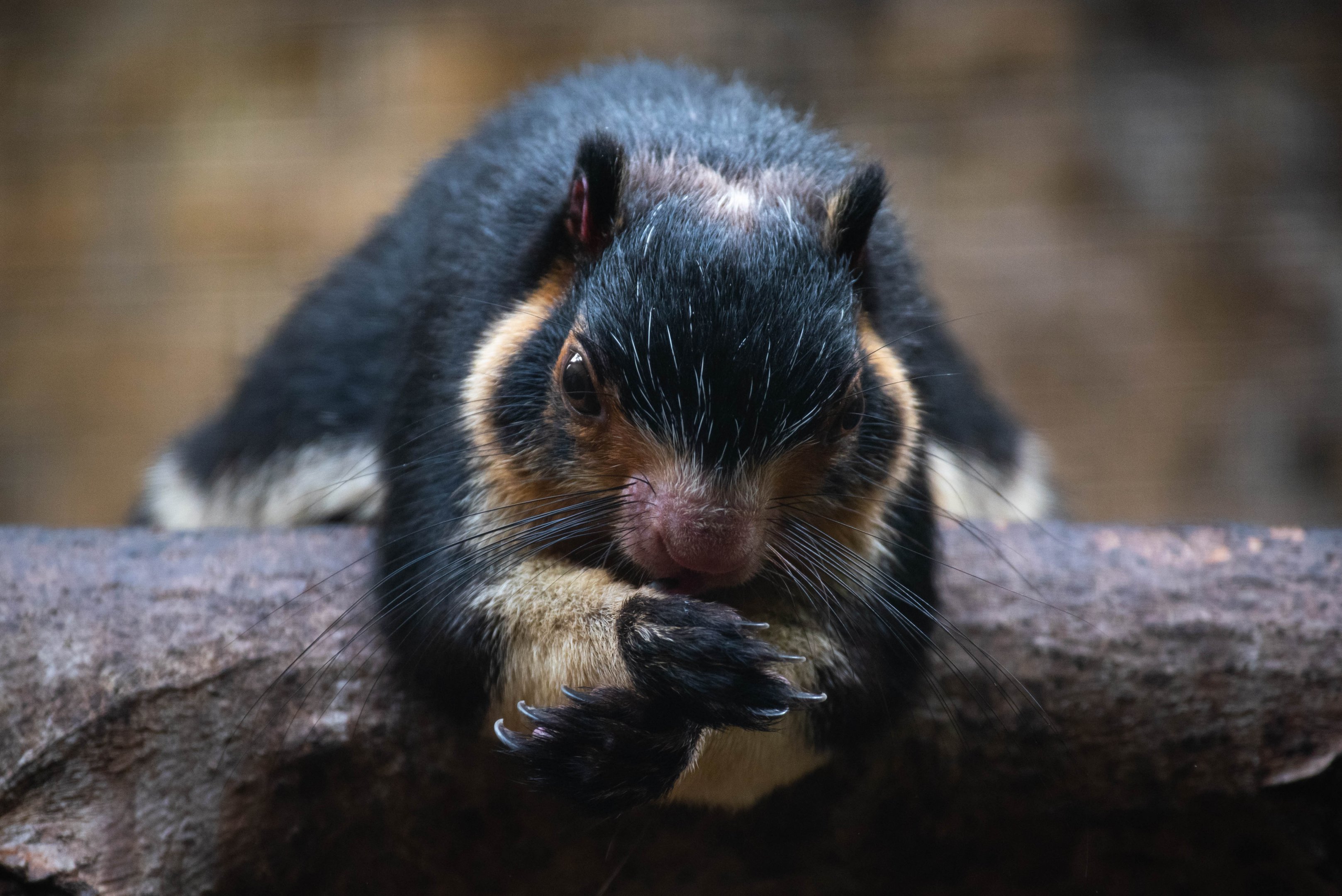 Sri Lankan giant squirrel - Ratufa macroura (macroura or melanochra ?)