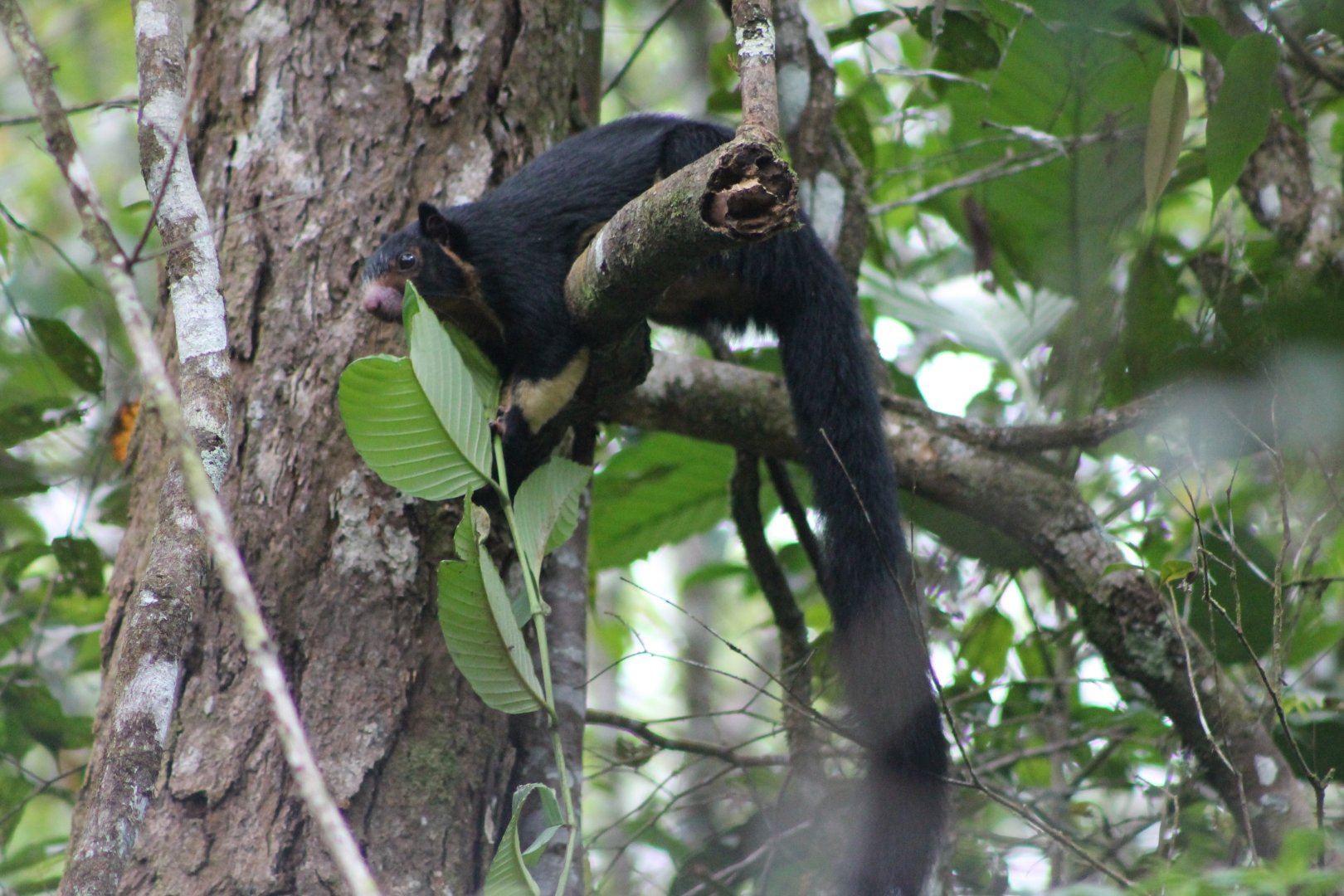 Sri Lankan Giant Squirrel (Ratufa macroura melanochra)