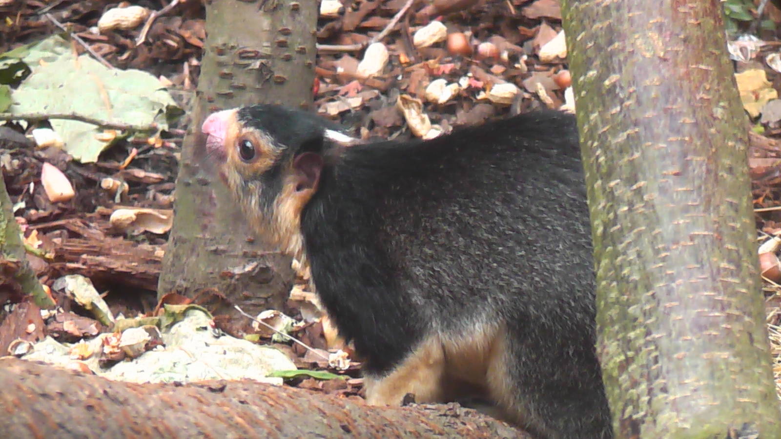 Sri Lankan Giant Squirrel - RSCC August 2010