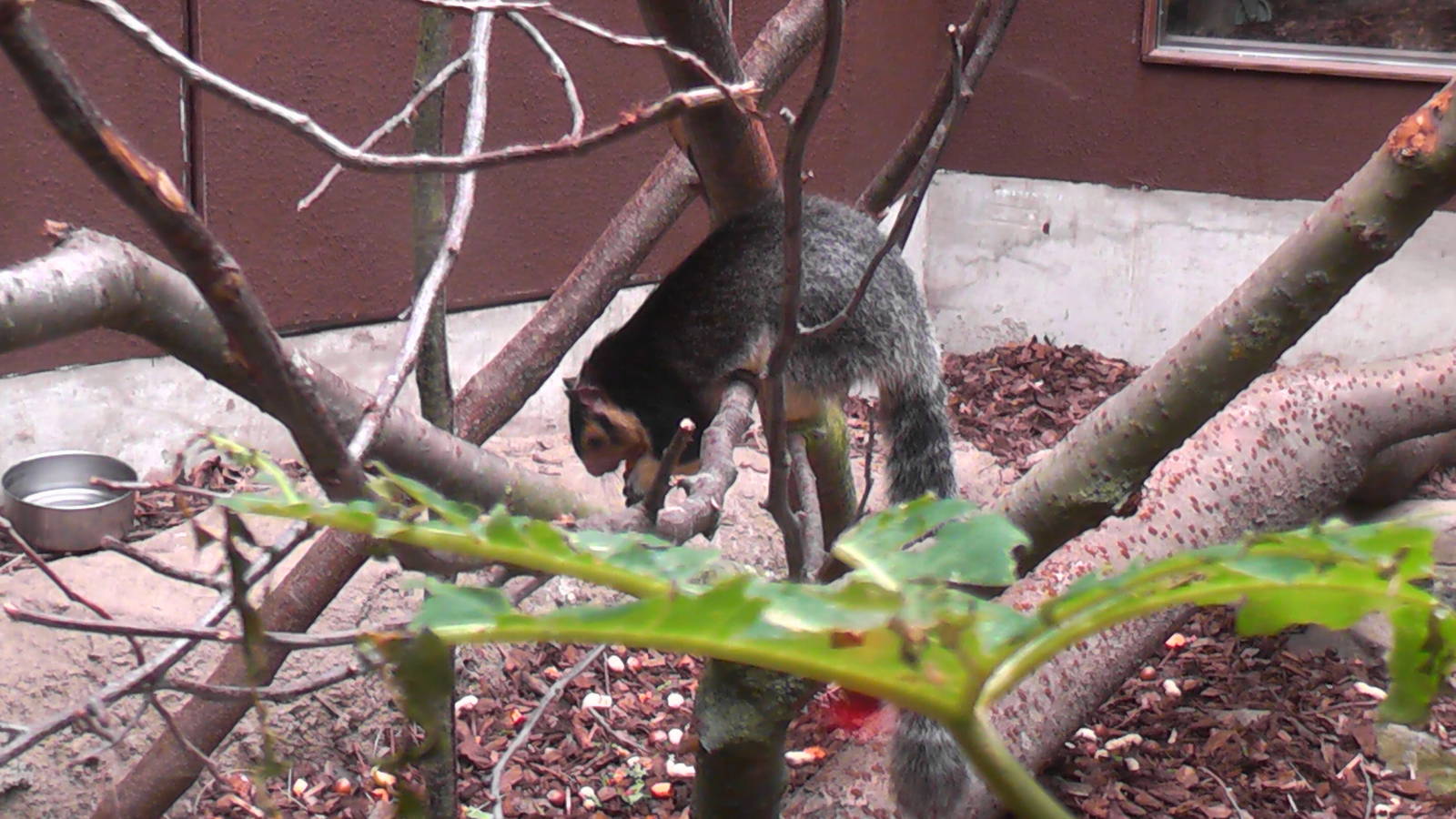 Sri Lankan Giant Squirrel - RSCC August 2010