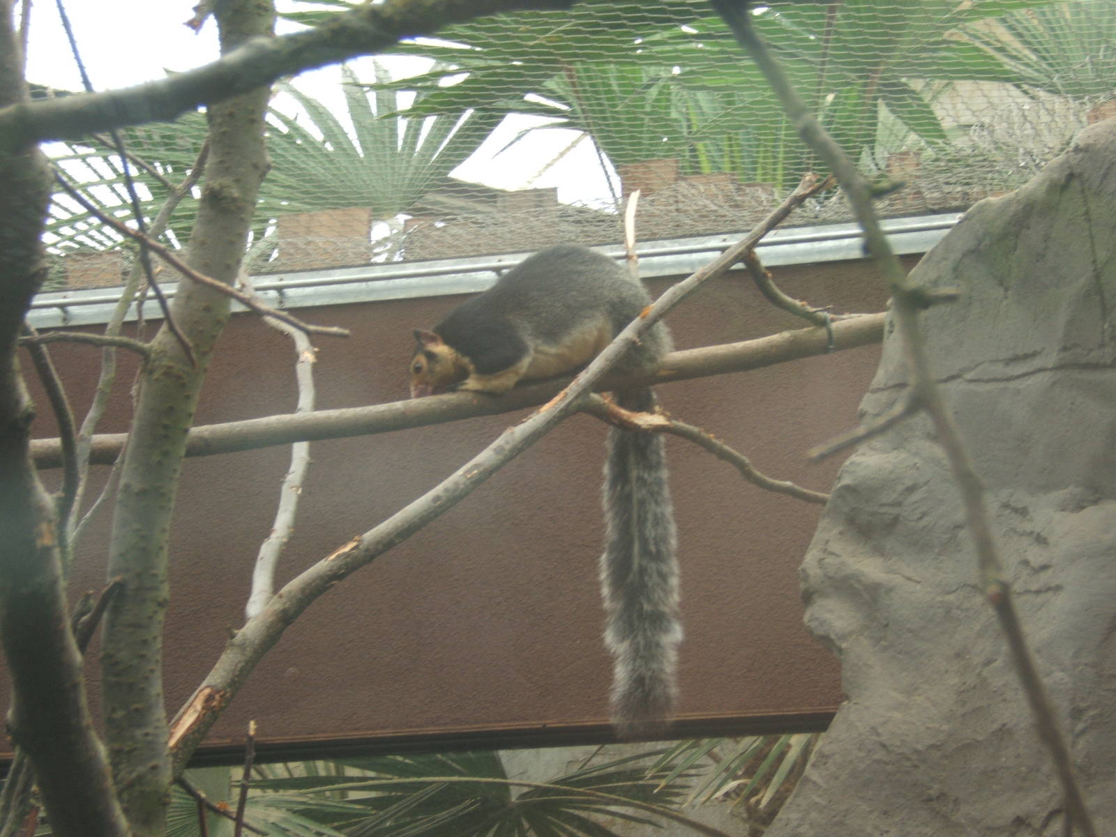 Sri Lankan Giant Squirrel