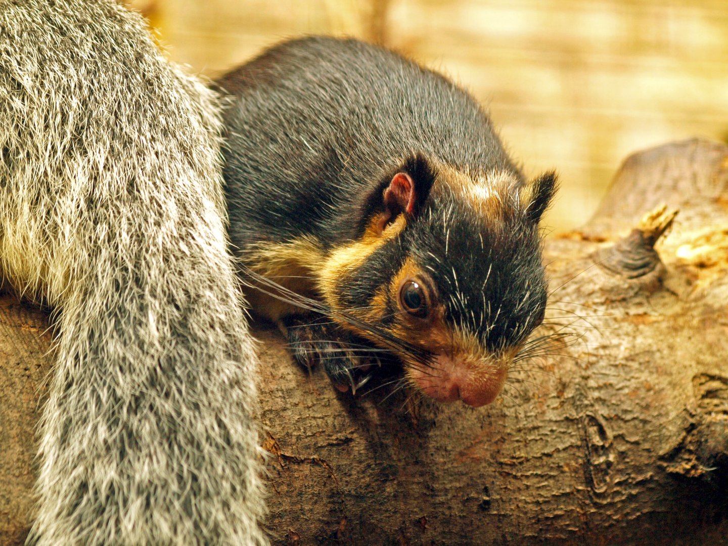 Sri Lankan giant squirrel