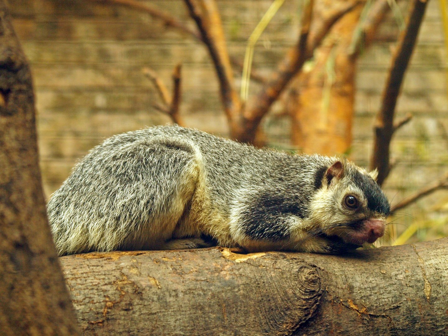Sri Lankan giant squirrel