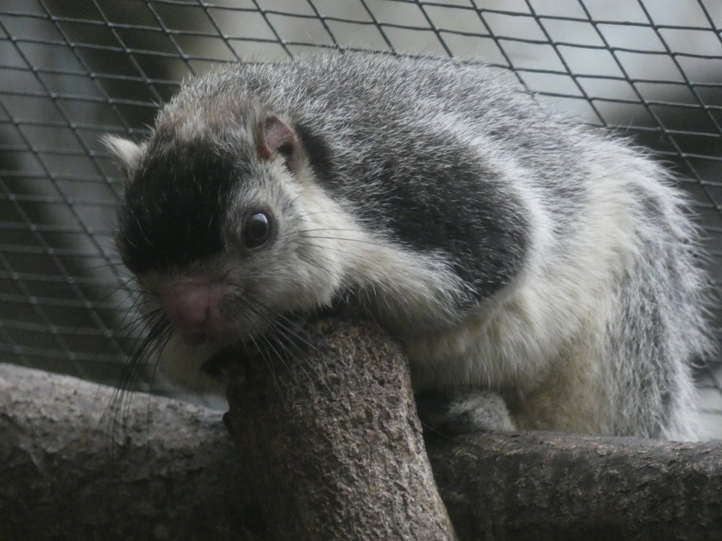 Sri Lankan Giant Squirrel