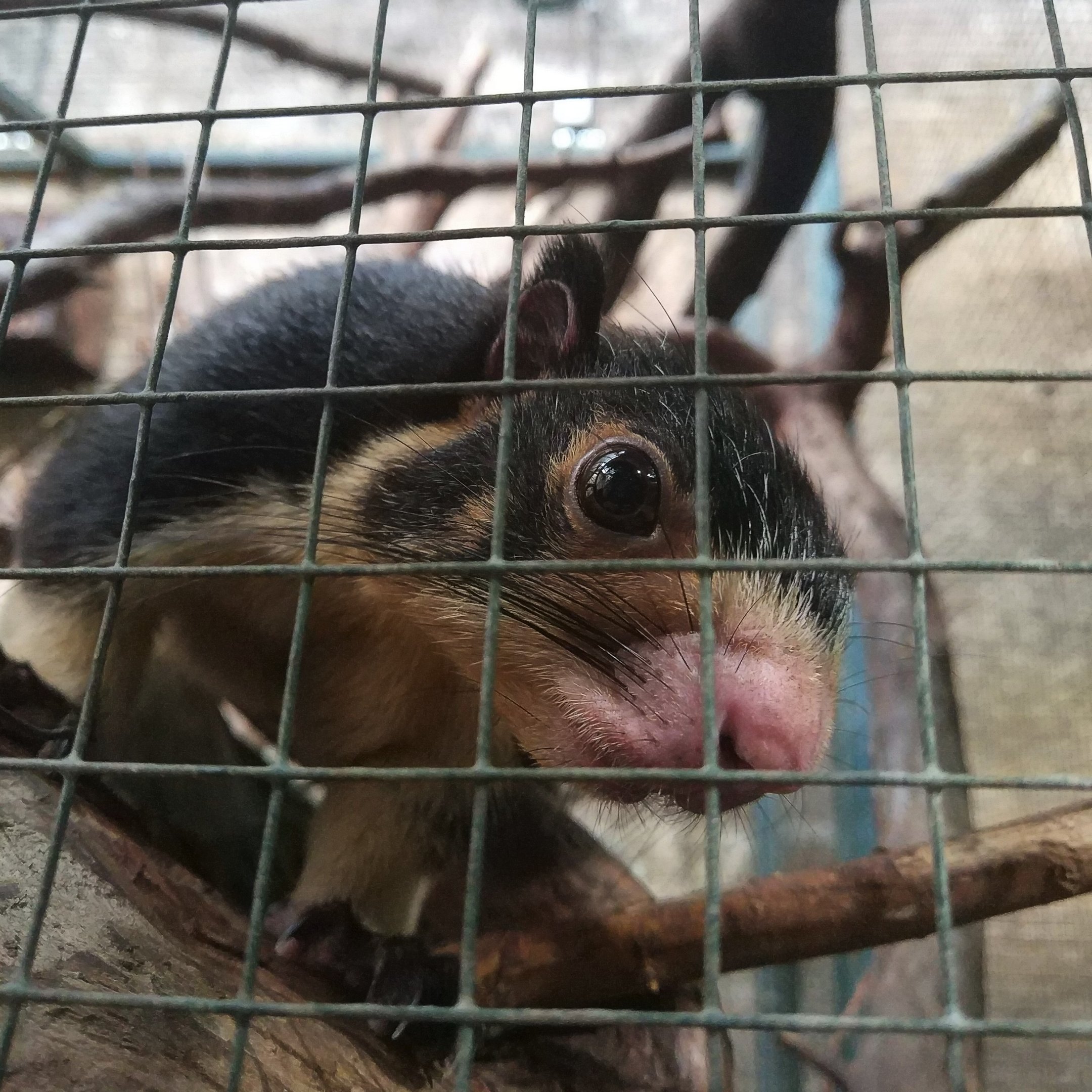Sri Lankan Giant Squirrel