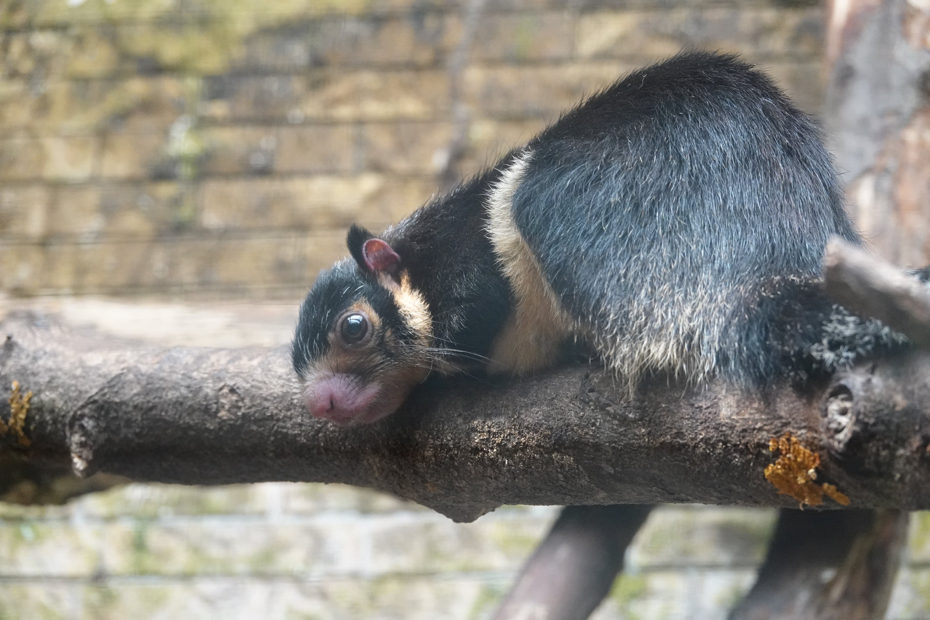 Sri Lankan giant squirrel