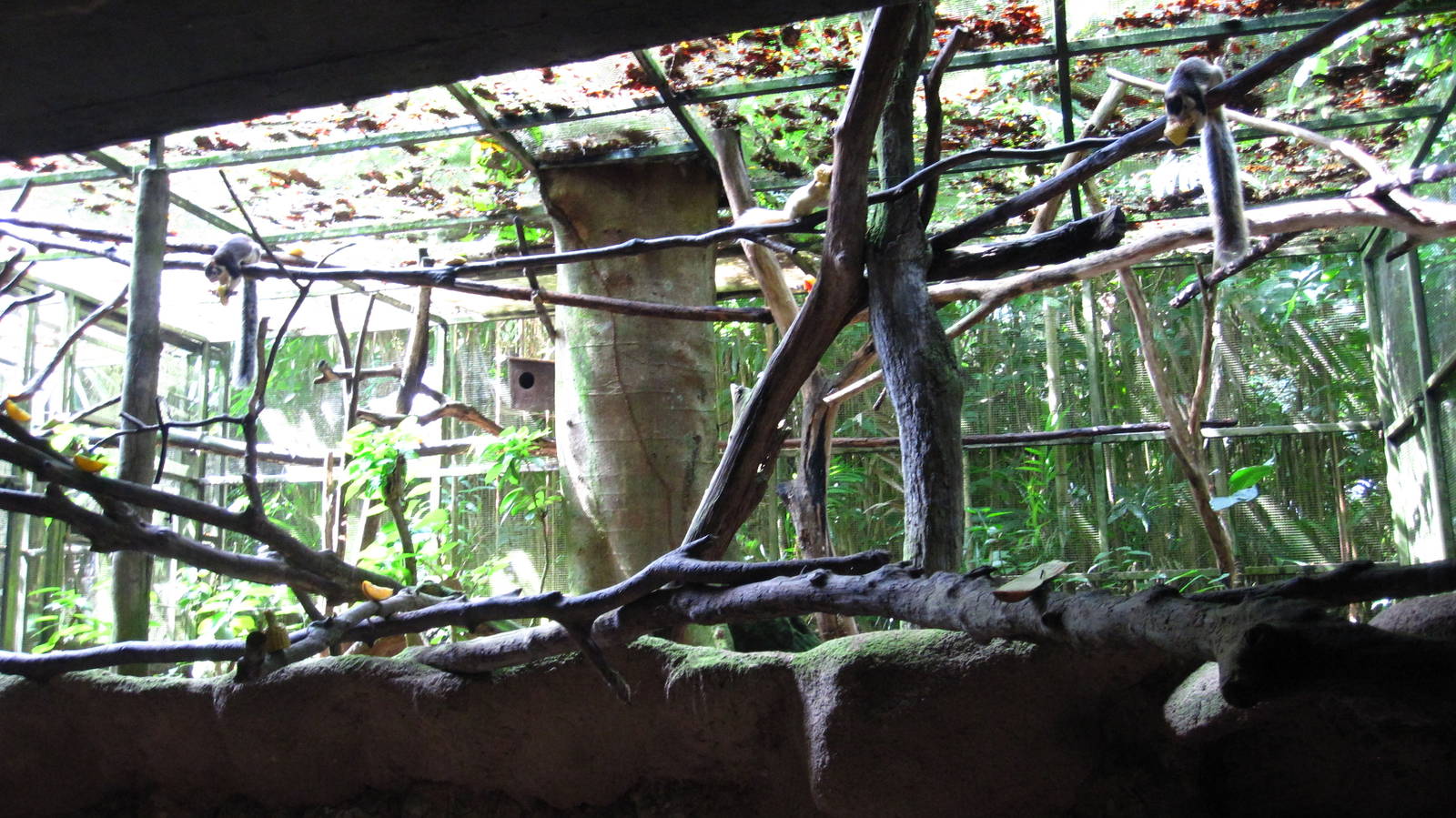 Sri Lankan Giant Squirrels and Finlayson Squirrel, Critters Longhouse