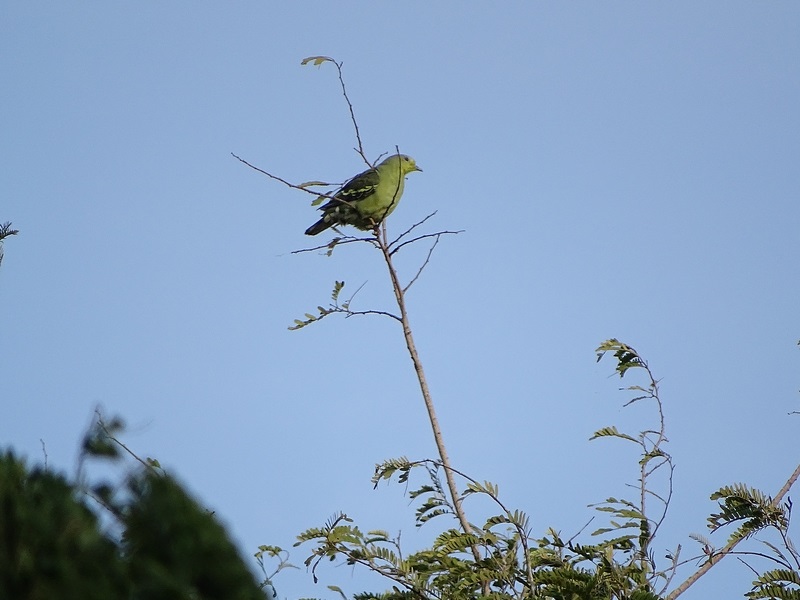 Sri Lankan green pigeon