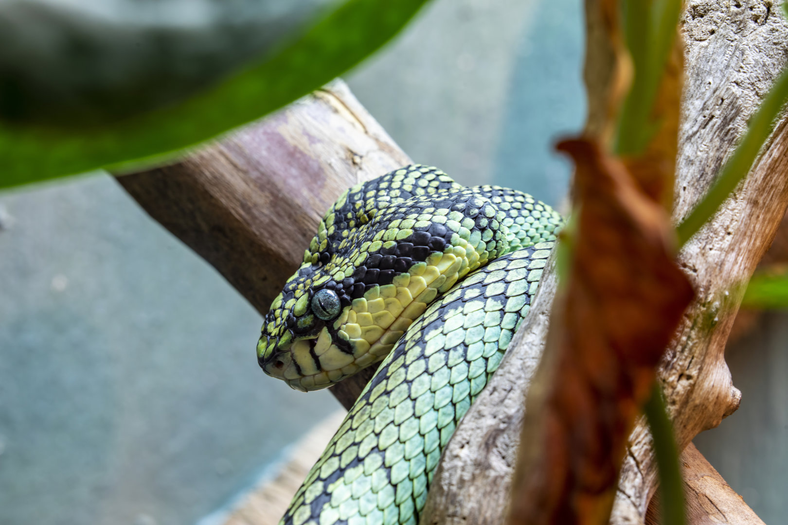 Sri Lankan green pit viper (Craspedocephalus trigonocephalus)