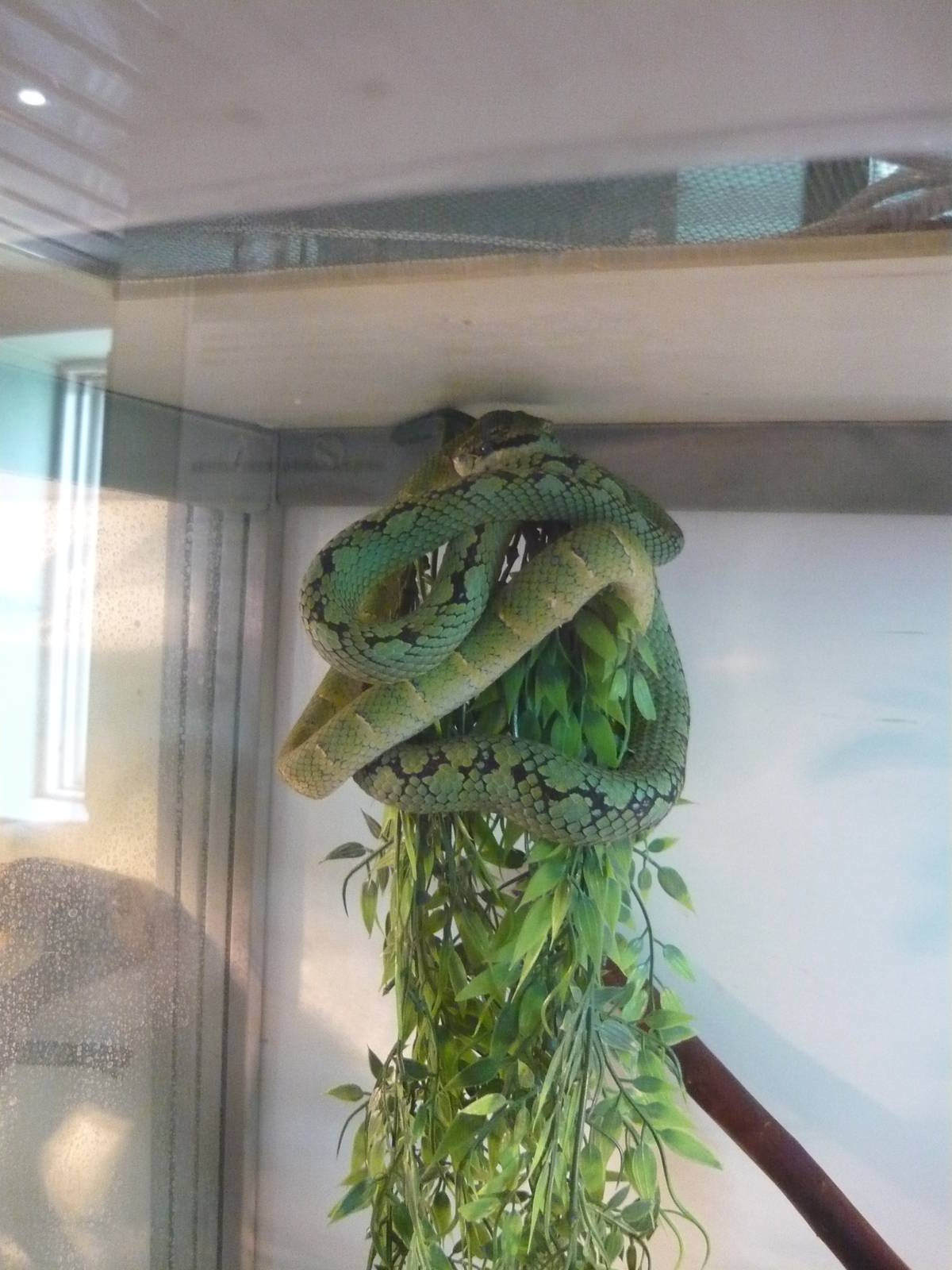 Sri Lankan green pit viper (Trimeresurus trigonocephalus)