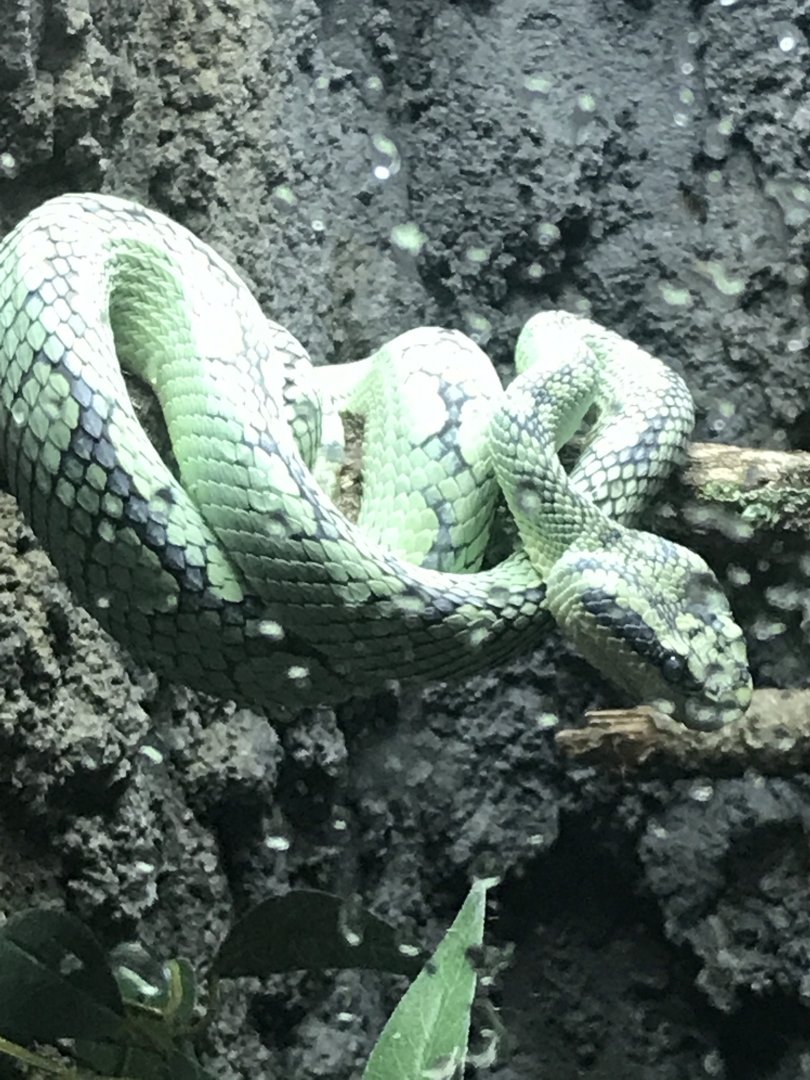 Sri Lankan green pit viper