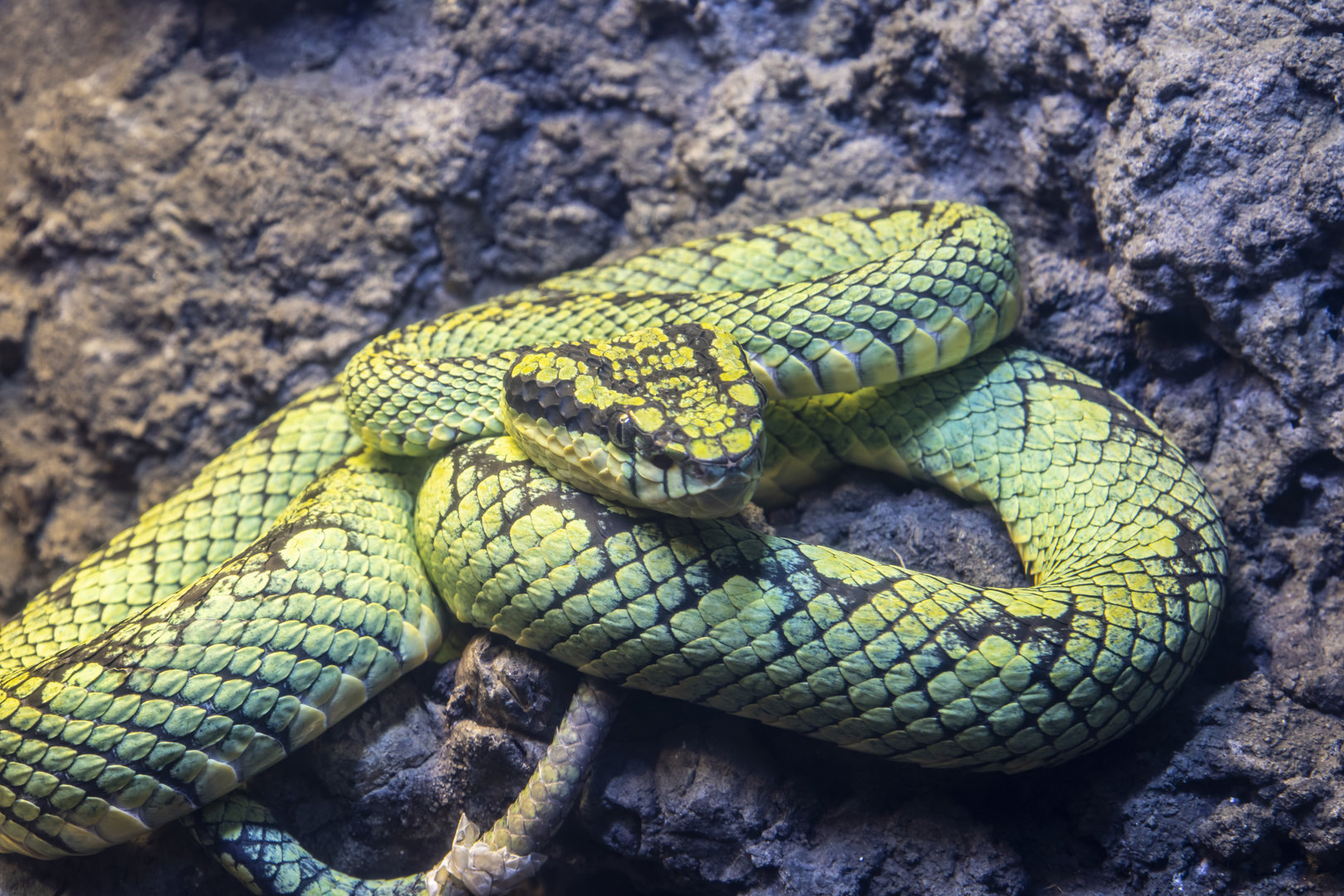 Sri Lankan green pitviper (Craspedocephalus trigonocephalus)