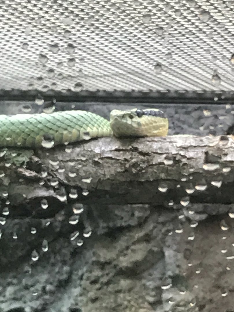Sri Lankan green pitviper