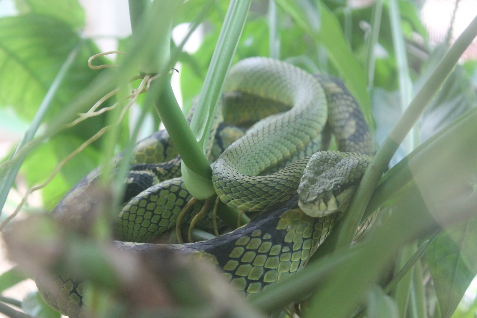 Sri Lankan Green Tree Viper (Trimeresurus trigonocephalus)