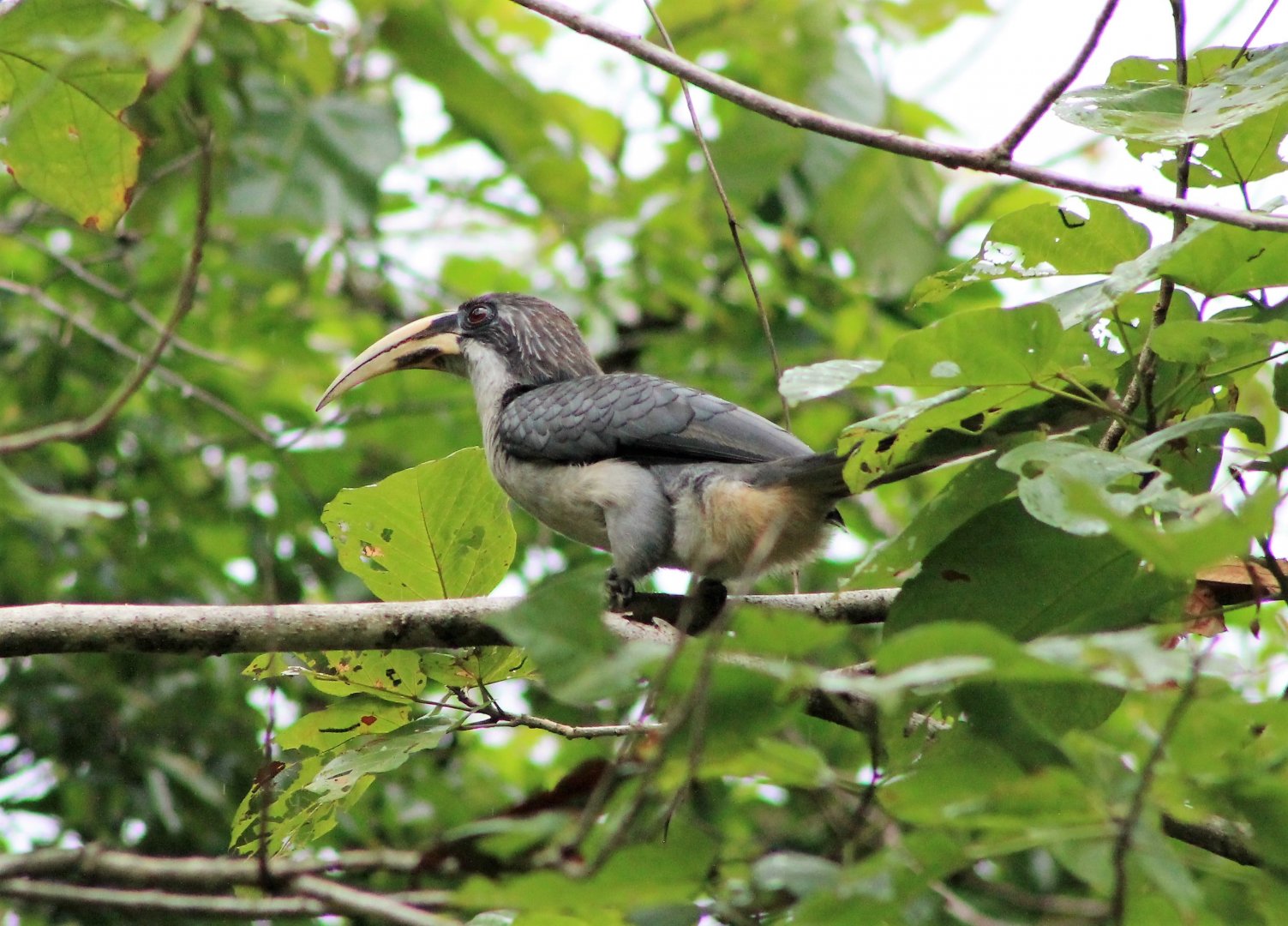 Sri Lankan Grey Hornbill (Ocyceros gingalensis)
