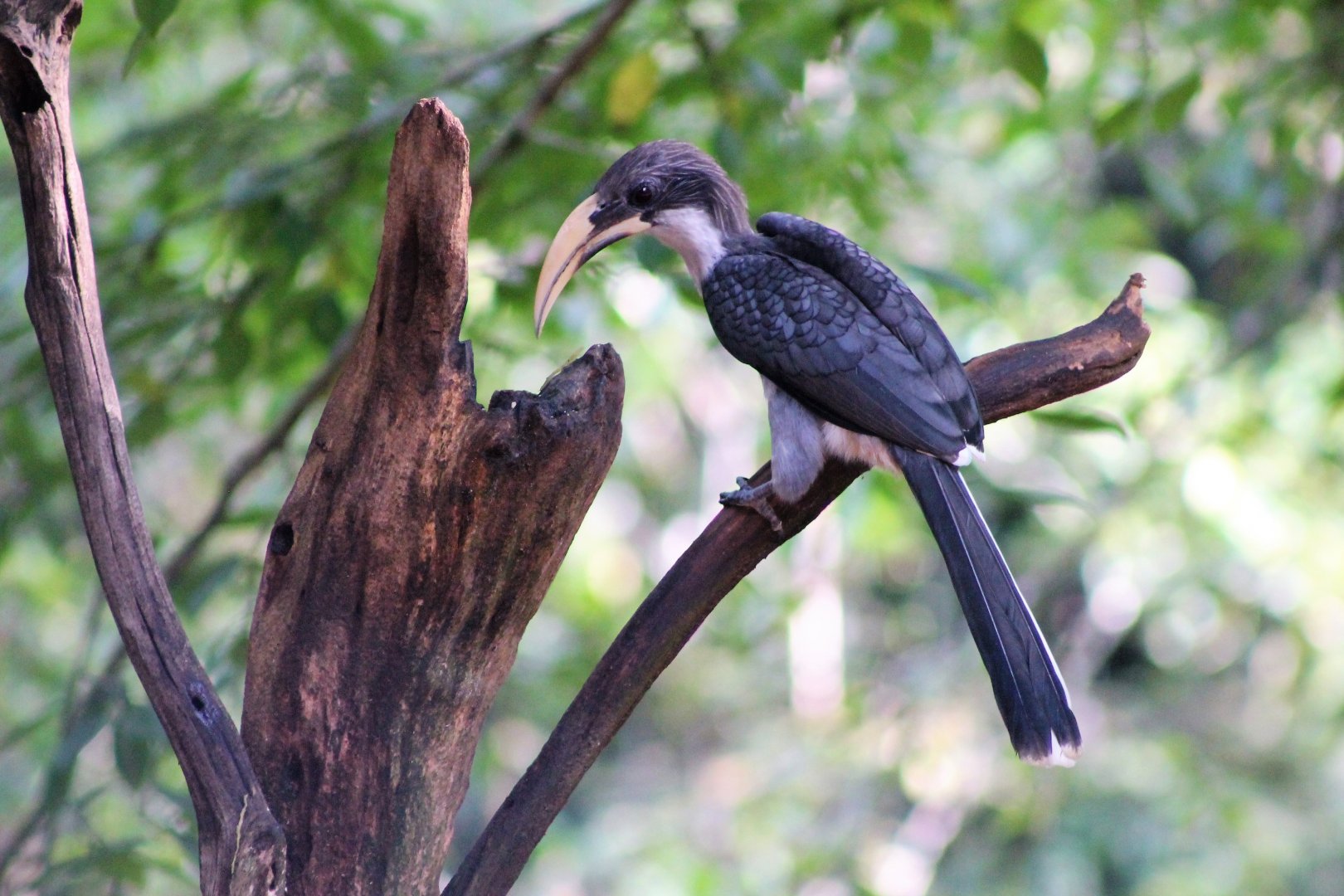 Sri Lankan Grey Hornbill (Ocyceros gingalensis)