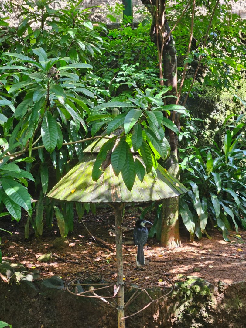 Sri Lankan Grey Hornbill