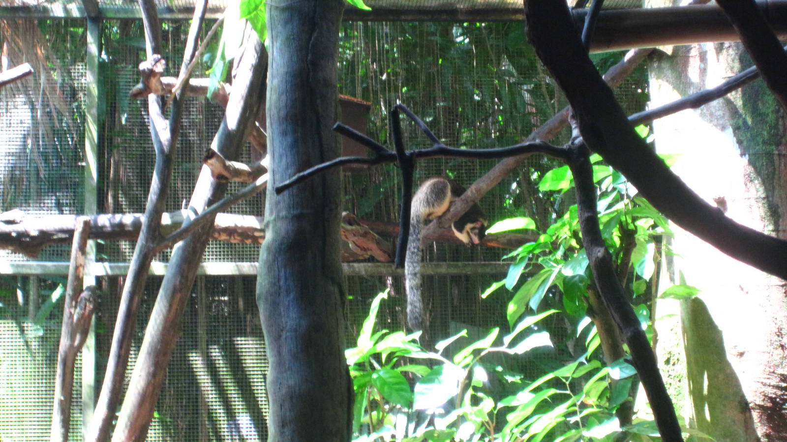 Sri Lankan (Grizzled) Giant Squirrel