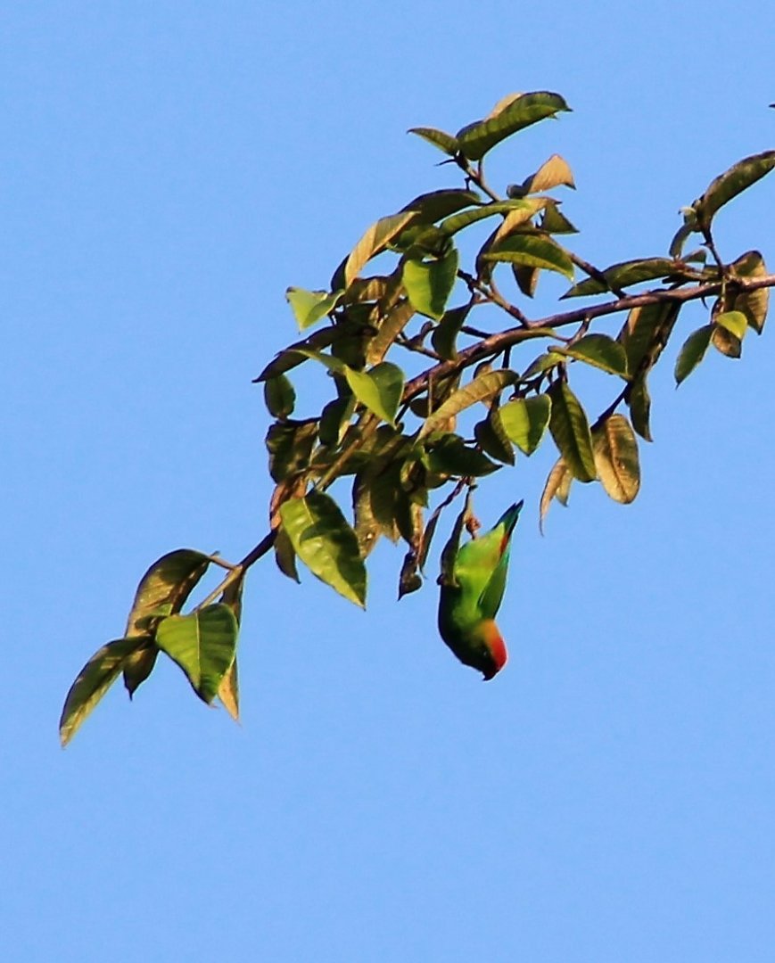 Sri Lankan Hanging Parrot (Loriculus beryllinus)