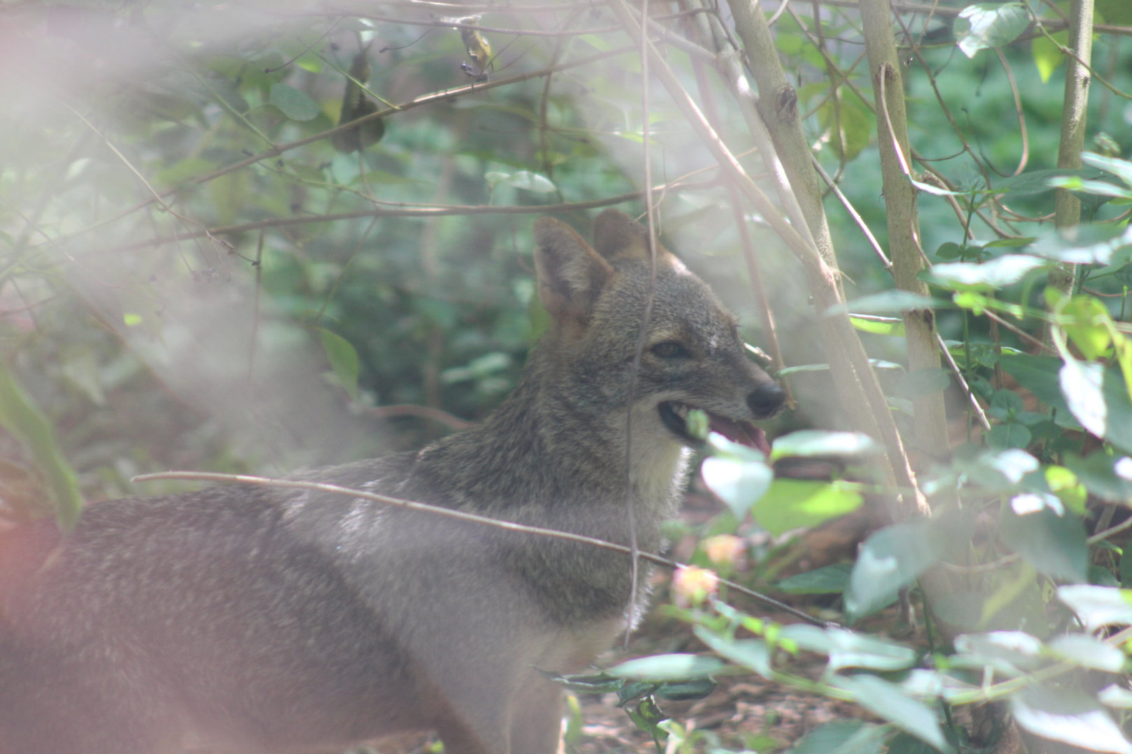 Sri Lankan jackal (Canis aureus naria)