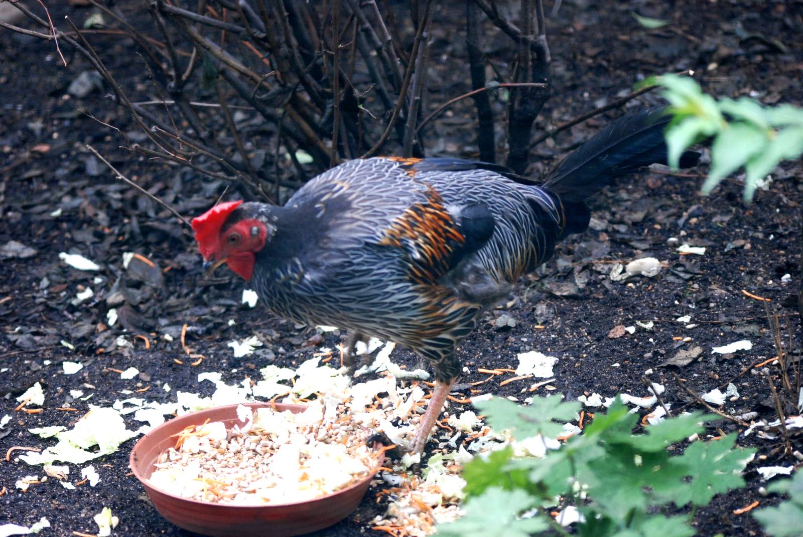 Sri Lankan Jungle Fowl at Pilsen, 01/09/12